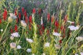 Michigan Wildflowers