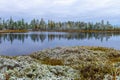 Michigan Winter Forest Wetland Reflections Royalty Free Stock Photo