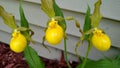 Michigan Yellow Ladyslipper Royalty Free Stock Photo