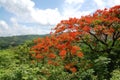 Michillinda tree in San Juan Del Sur, Nicaragua