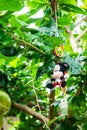 Mickey Mouse doll hanging on the tree Royalty Free Stock Photo
