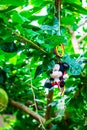 Mickey Mouse doll hanging on the tree Royalty Free Stock Photo