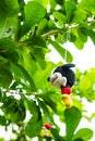 Mickey Mouse doll hanging on the tree Royalty Free Stock Photo