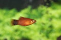 Mickey Mouse Platy 703957 Royalty Free Stock Photo