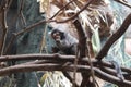 Mico, a genus of New World monkey in the family Callitrichidae. eating on the tree