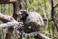 mico sagui in guangzhou wildlife zoo