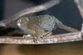 Mico sagui Black-tufted Marmoset Callithrix penicillata. Royalty Free Stock Photo