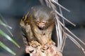 Mico sagui Black-tufted Marmoset Callithrix penicillata.