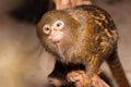 Mico sagui Black-tufted Marmoset Callithrix penicillata. Royalty Free Stock Photo