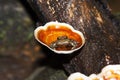 Micrixalus uttarghati, known as Dancing frog because of their foot flagging, Amboli, Swantwadi, Maharashtra, India