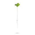 Micro baby leaf vegetable of green radish seeds sprouts isolated on a white background