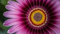 Micro beautiful vivid spring botanical violet gerbera flower, osteospermum Royalty Free Stock Photo