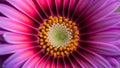 Micro beautiful vivid spring botanical violet gerbera flower, osteospermum Royalty Free Stock Photo