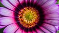 Micro beautiful vivid spring botanical violet gerbera flower, osteospermum Royalty Free Stock Photo