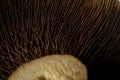Micro close up of mushroom blades and cap