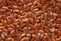 Micro Close-up of Organic Brown flaxseeds Linum usitatissimum or linseed Full Frame Background.