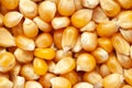Micro Close-Up of organic yellow corn seed or maize Zea mays Full-Frame Background.