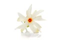 Micro close-up of white orange small night blooming flower Parijat or Harshringar Nyctanthes arbor-tristis isolated over white