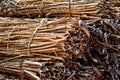 Micro closeup of Dried plant