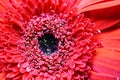 Micro Closeup of Fresh red flower