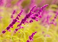 Micro lavender in a garden in Yuxi, Yunan