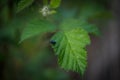 Micro closeup shot of a black bug on a green leaf in a garden