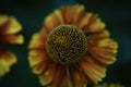 Micro closeup shot of a Common sneezeweed flower in a garden