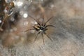 Micro details of spider waiting for prey Royalty Free Stock Photo