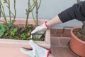 Home gardening. Drip irrigation system and drippers in flower pot Royalty Free Stock Photo