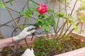 Home gardening. Drip irrigation system for watering potted plants Royalty Free Stock Photo