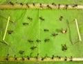 Micro football - ants soccer