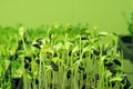 Micro grass greens sprouts grow containers. Healthy eating and vegetarianism concept.