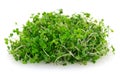 Micro green arugula isolated on white background Royalty Free Stock Photo