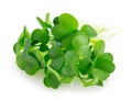 Micro green arugula isolated on white background Royalty Free Stock Photo