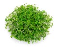 Micro green arugula isolated on white background Royalty Free Stock Photo