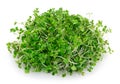 Micro green arugula isolated on white background Royalty Free Stock Photo