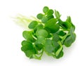 Micro green arugula isolated on white background Royalty Free Stock Photo