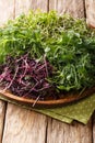 Micro green in an assortment of peas, cilantro, mustard, radish close-up on a plate on a table. vertical Royalty Free Stock Photo