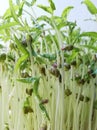 Micro green farming at home image with blurred background closeup image seed environment