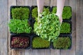 Micro green food background. Female hands with microgreen sprouts.