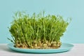 Micro green peas on a light blue plate. The concept of weight loss. Home garden on the windowsill. Healthy eating Royalty Free Stock Photo