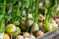 Micro green of peas macro shot. Fresh micro greens growing peas sprouts for healthy salad. Fresh natural organic product