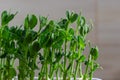 Micro green of peas macro shot. Fresh micro greens growing peas sprouts for healthy salad. Fresh natural organic product