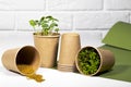 Micro green Plants in paper eco cup. Young green sprouts growing. Plant seeds. Healthy eating concept. Light brick