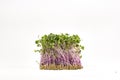 Micro-green seed seedlings on a white isolated background Royalty Free Stock Photo