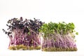 Micro-green seed seedlings on a white isolated background Royalty Free Stock Photo