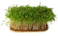 Micro green sprouts of fennel isolated on white