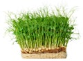 Micro green sprouts of peas isolated on white