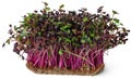 Micro green sprouts of radish isolated on white Royalty Free Stock Photo