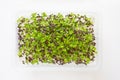 Micro green sprouts of red Mizuna in growing box. Fresh microgreens superfood on white background